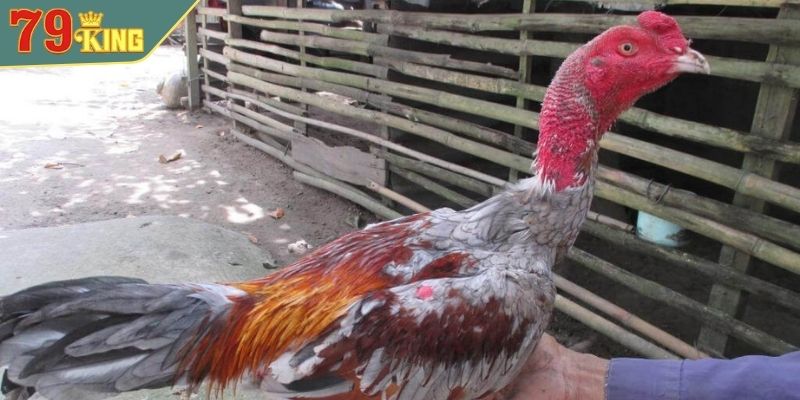 Kinh nghiệm chọn gà chọi đẹp nhất Việt Nam